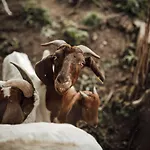 Island In Savinja Valley Holiday home Zalec