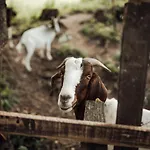 Island In Savinja Valley Zalec