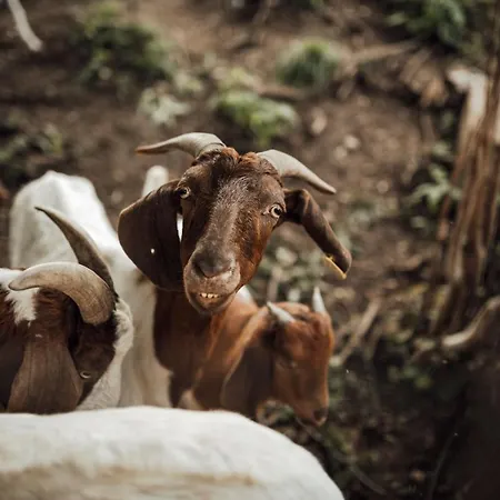 Island In Savinja Valley Tatil Evi Žalec