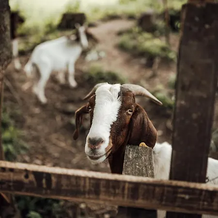 Island In Savinja Valley Žalec