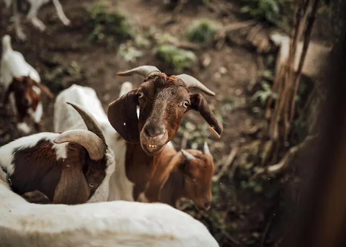 Island In Savinja Valley Holiday home Zalec