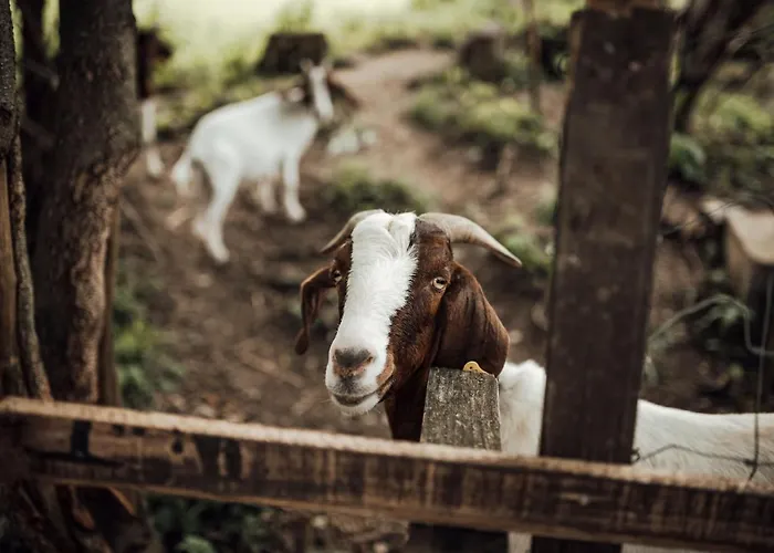 Island In Savinja Valley Žalec